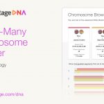 MyHeritage anunció una importante actualización de su navegador de cromosomas, facilitando a los usuarios el aprovechamiento de sus coincidencias de ADN.